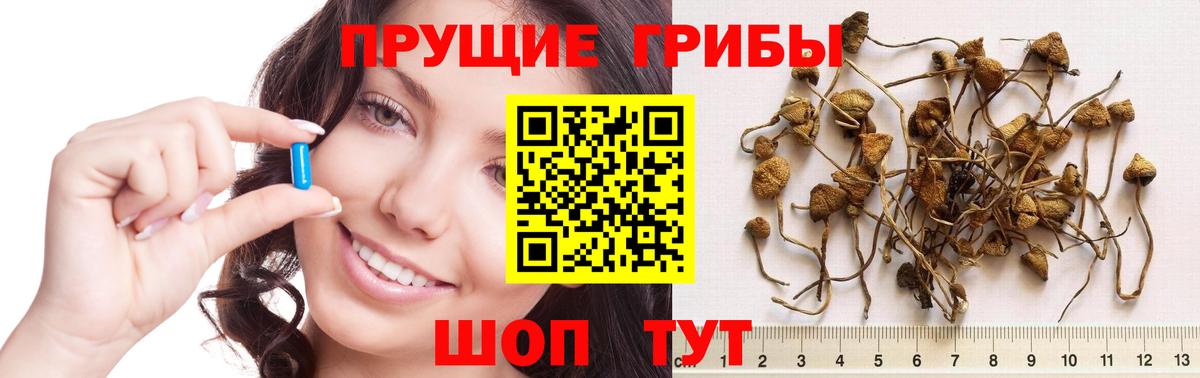 Псилоцибиновые грибы Psilocybine cubensis Назарово